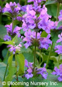 Stachys macrantha                                 